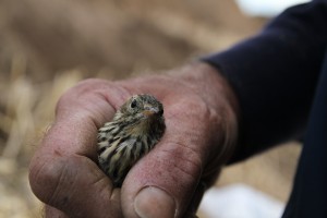 Bird in the Hand!!