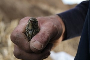 Meadow Pippit in mucky hand.